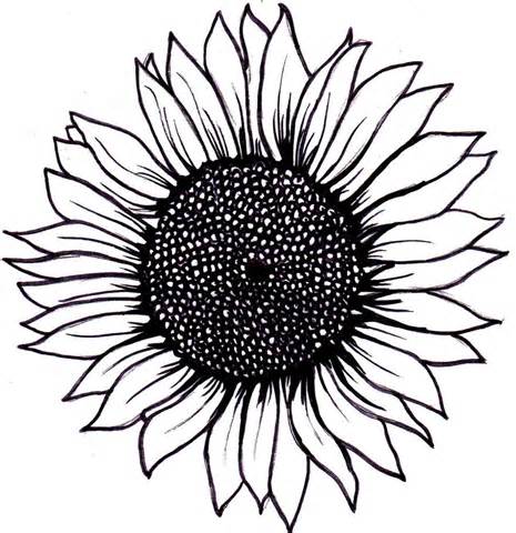 Sunflower Drawing Tutorial at GetDrawings | Free download