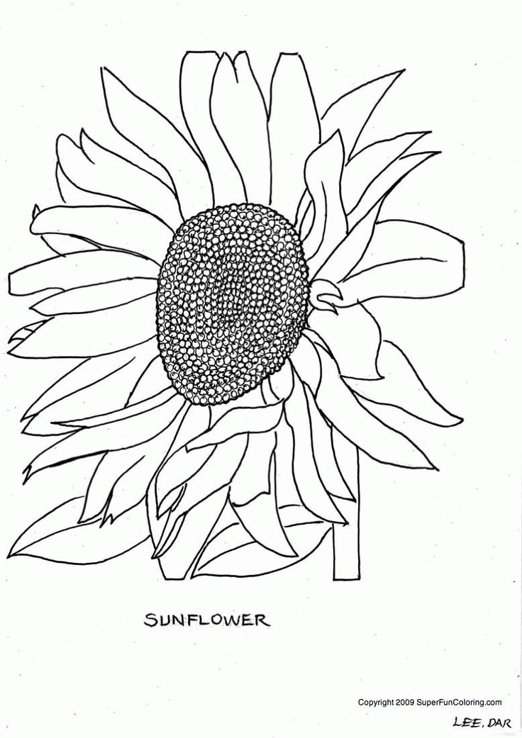 736x1041 Sunflower Coloring Sheet 308973