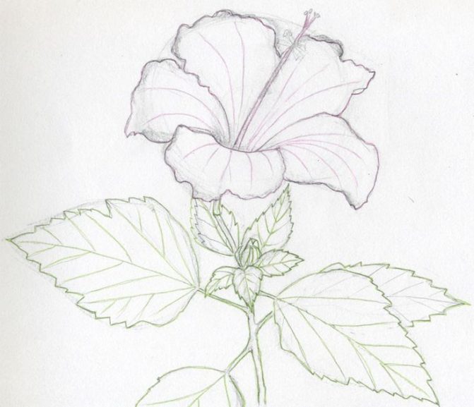 671x577 Coloring Pages Easy Flowers To Sketch Easy Flowers To Sketch