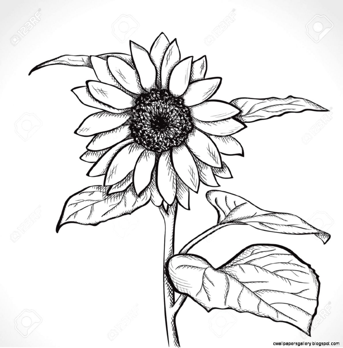 1193x1209 Sunflower Drawing Wallpapers Gallery