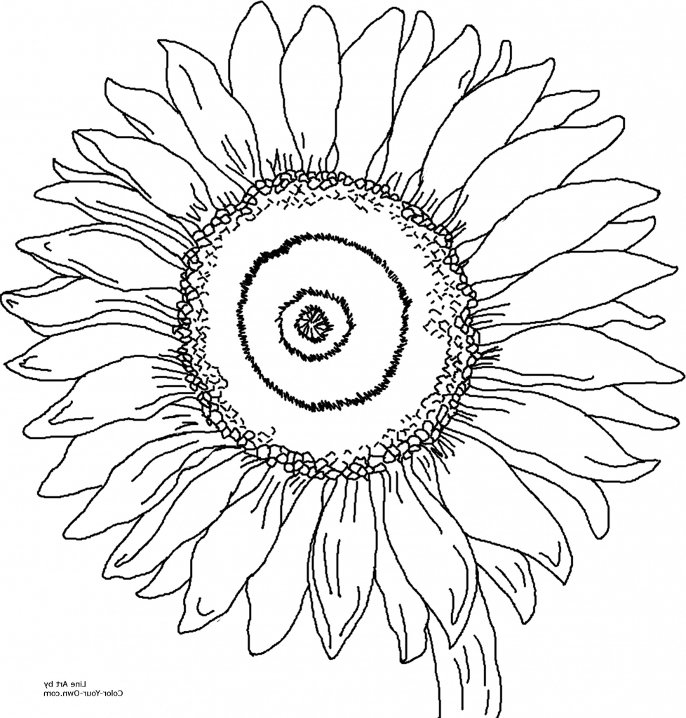 978x1024 Sunflower Outline Drawing 11 Pics Of Coloring Page Sunflower