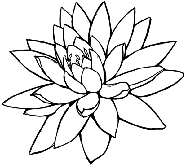 600x536 Sunflower Pencil Drawing Clipart Panda