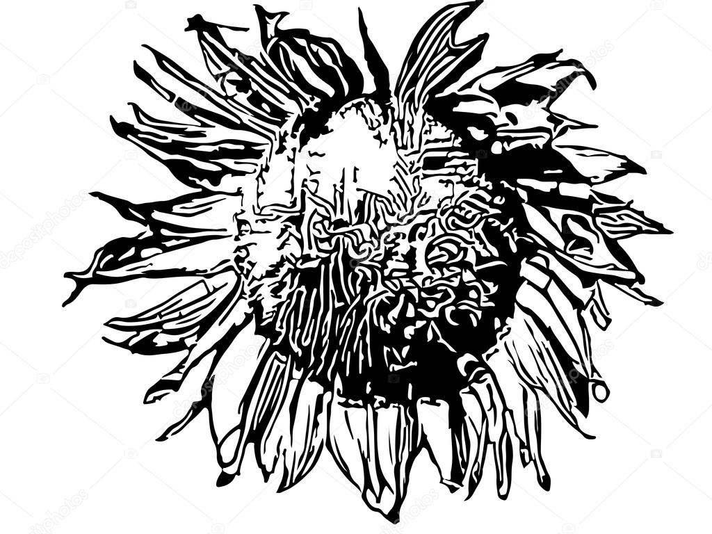 1024x768 Sunflower Silhouette Drawing Stock Vector Pandawild