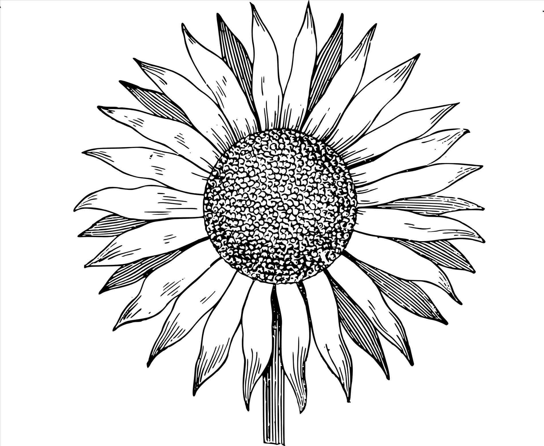 1899x1556 And In Color Daisy Flower Daisy Sunflower Drawing Tumblr