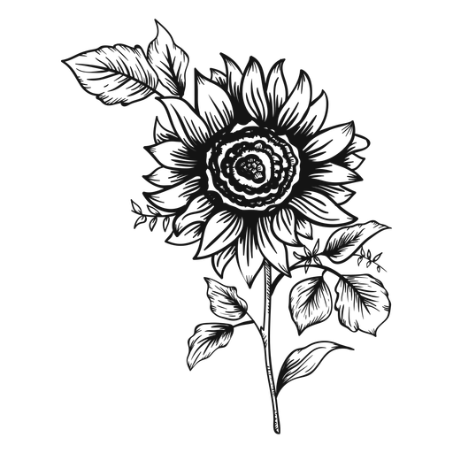 512x512 Bright Sunflower Drawing