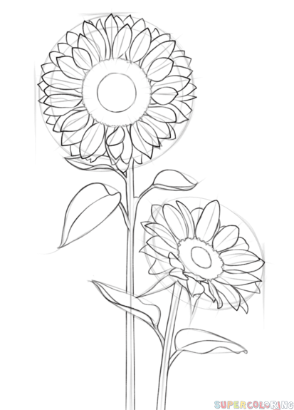413x575 How To Draw A Sunflower Step By Step Drawing Tutorials