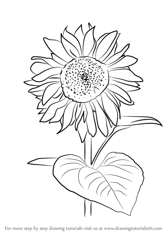 566x800 Learn How To Draw Sunflower Plant (Sunflower) Step By Step