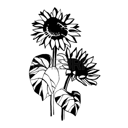 450x450 Sunflower Drawing Stock Photos. Royalty Free Business Images