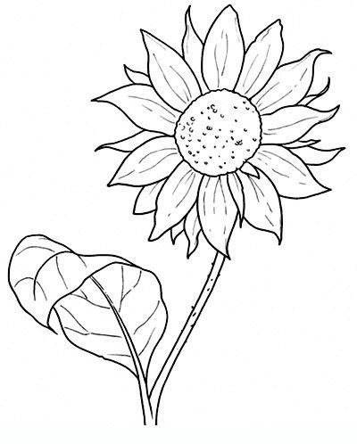 400x498 Sunflower Drawings Of Flowers For Teens And Adults Printable