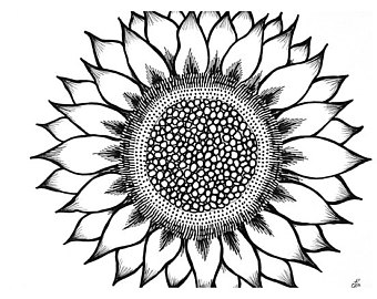 340x270 Sunflower Drawing Etsy