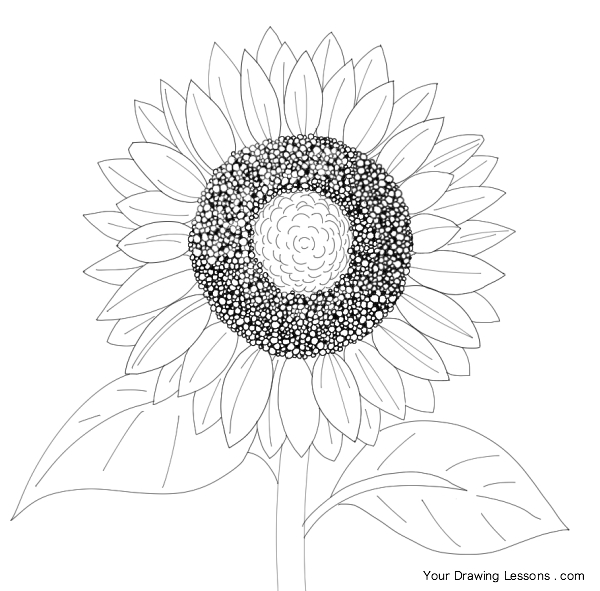 600x591 Sunflower Line Drawing Flowers To Draw Sunflowers