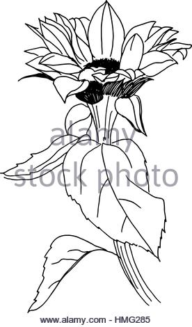 276x470 Freehand Line Drawing Of A Sunflower Stock Photo, Royalty Free