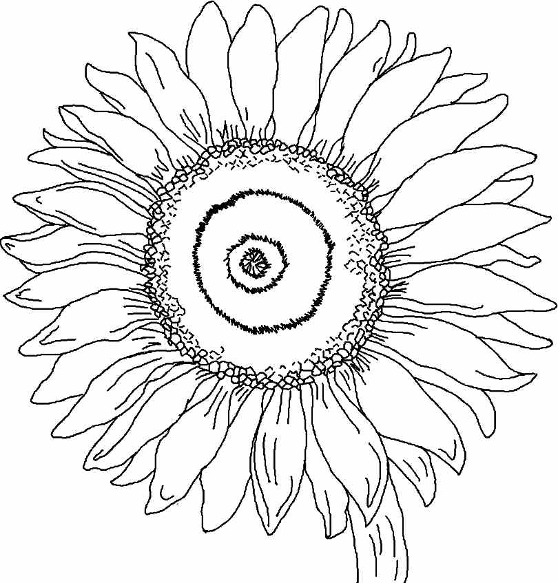 810x847 Printable Free Sunflower Flowers Colouring Pages For Little Kids