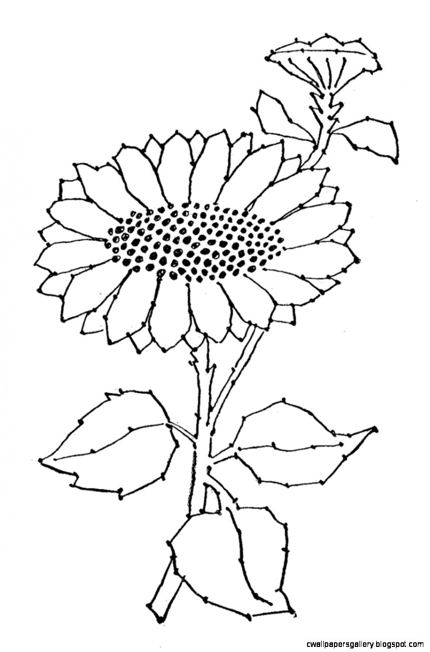 846x1282 Sunflower Black And White Clip Art Wallpapers Gallery