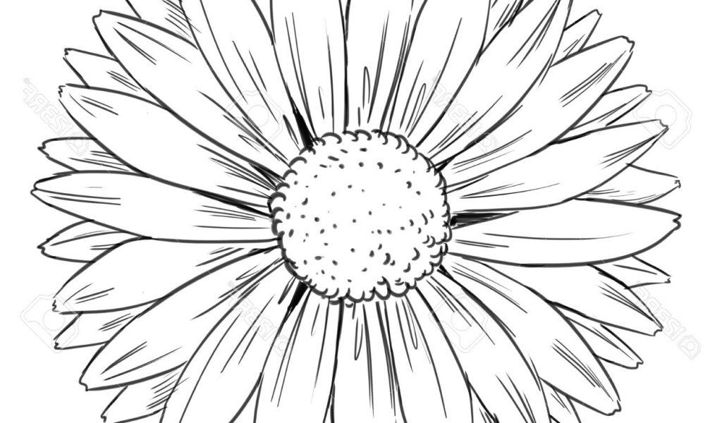1024x600 Sunflower Line Drawing