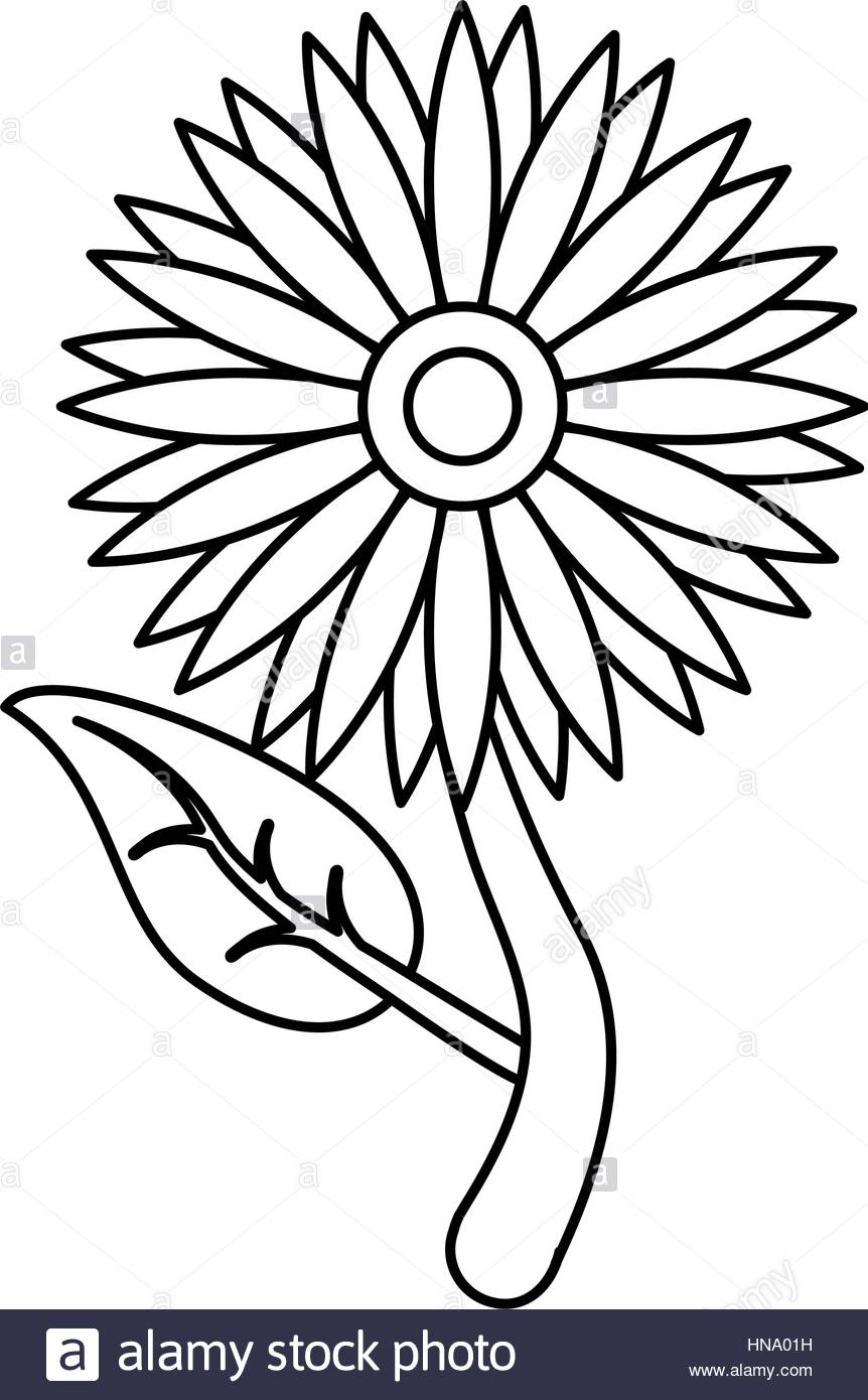862x1390 Sunflower Flora Leaves Icon Thin Line Vector Illustration Eps 10