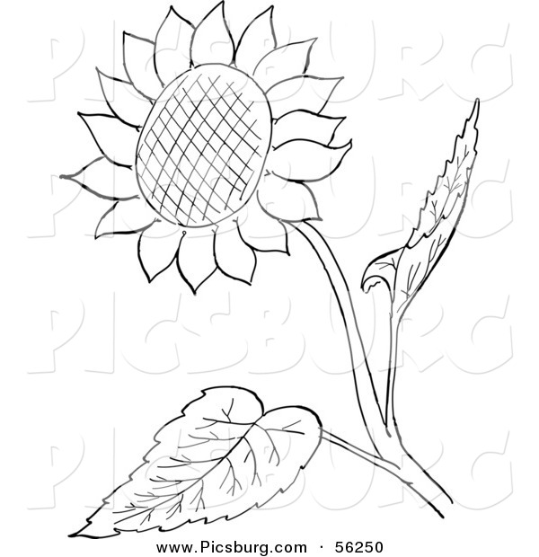 600x620 Clip Art Of A Sunflower And Leaves