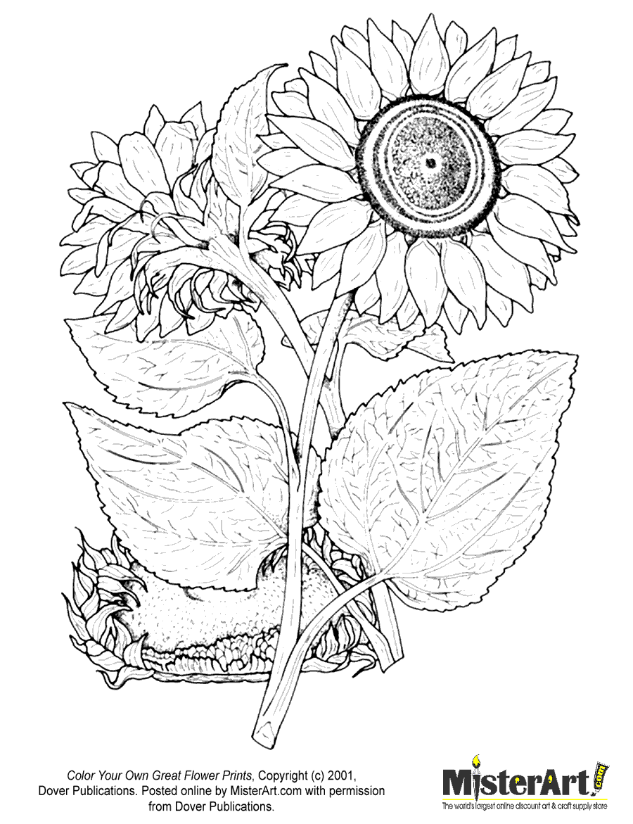 900x1171 Drawn Sunflower Coloring Book