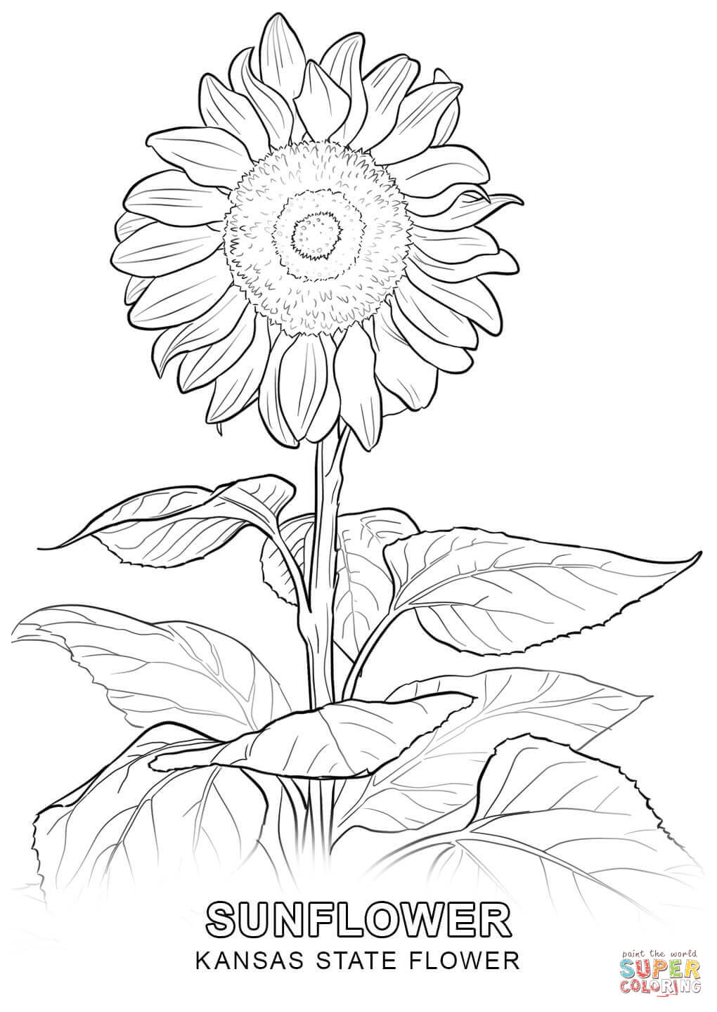 1020x1440 Kansas State Flower Coloring Page Free Printable Coloring Pages