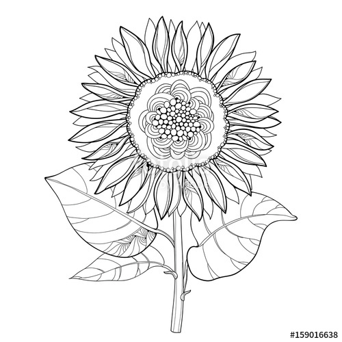 Sunflower Outline Drawing at GetDrawings | Free download