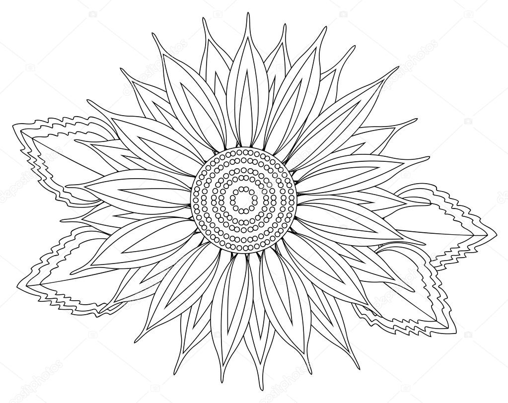 1023x812 Vector Sunflower Outline Stock Vector Dmstudio