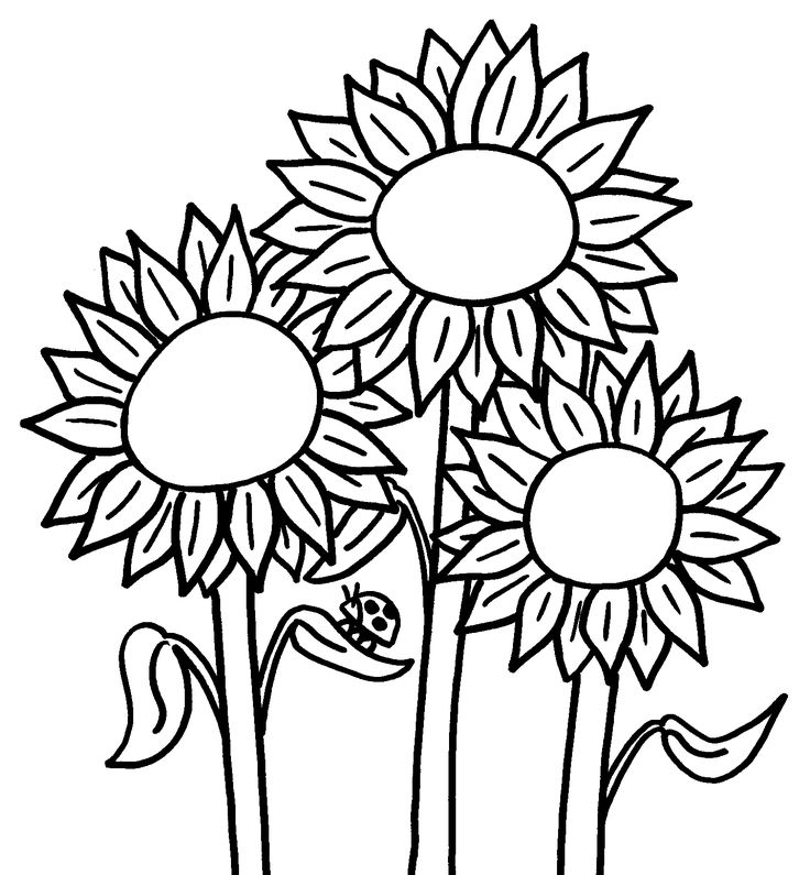 736x795 M.c.escher Clipart Sunflower