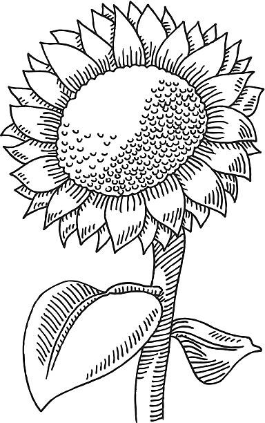 384x612 Sunflower Clipart Black And White