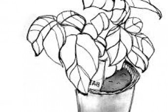 343x228 Sunflower Drawing Step By Step