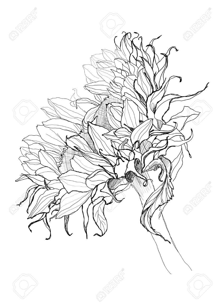 919x1300 Sunflower Pen Drawing Vector Sketch Royalty Free Cliparts, Vectors
