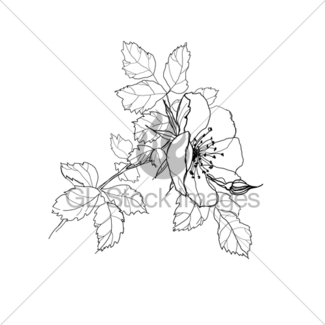 325x325 Sunflower Pen Drawing Vector Gl Stock Images
