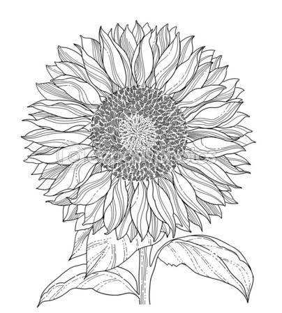 404x449 Sunflower Tattoo Drawing In 2017 Real Photo, Pictures, Images