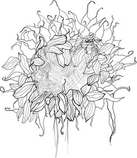278x320 Sunflower Pen Drawing Vector Sketch Stock Vector Colourbox