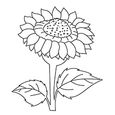 Sunflowers Drawing