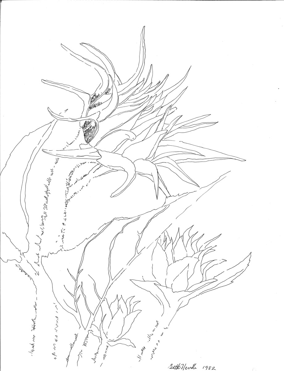 920x1200 Drawings Page 2 Beth Neville