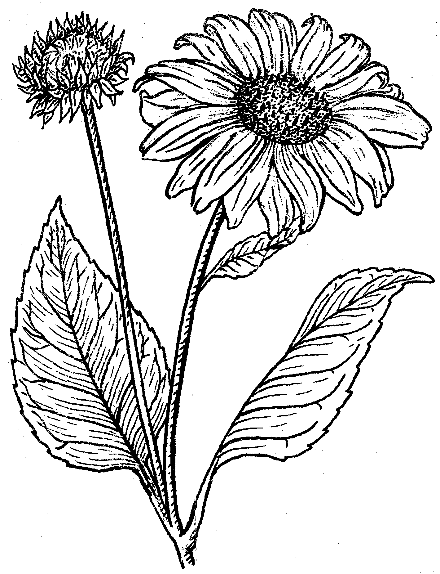 1420x1850 Filesunflower (Psf).png