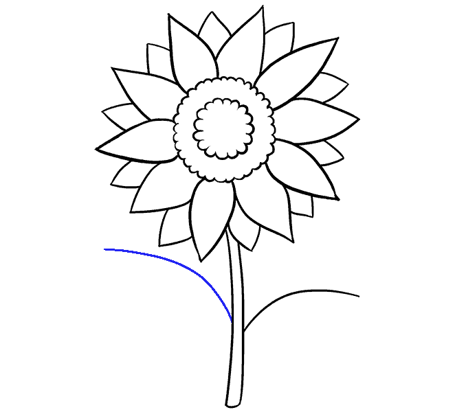 678x600 How To Draw A Sunflower Easy Step By Step Drawing Guides