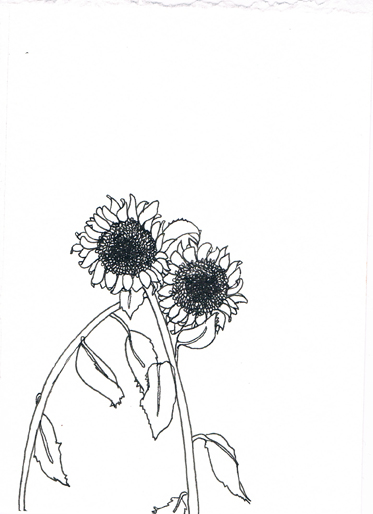 373x514 New Flower Drawings Matthew De Leon
