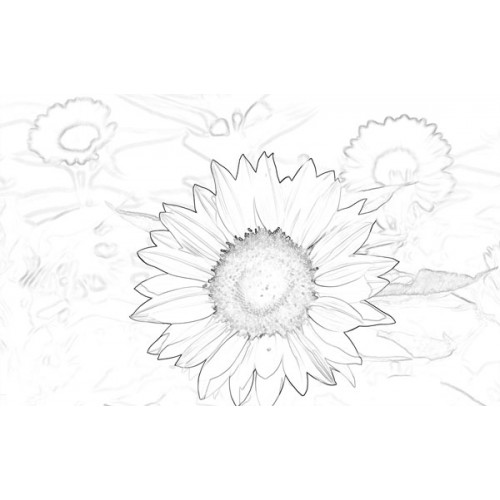 500x500 Sketch For Canvas Painting