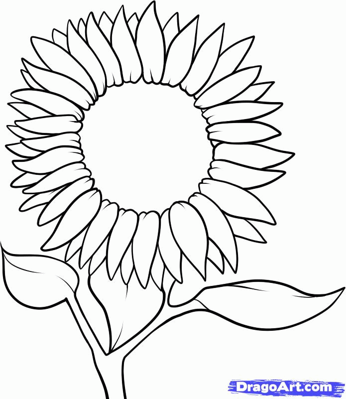 695x801 Sunflower Pictures To Color