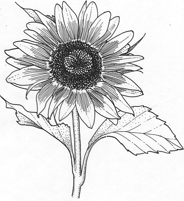 364x398 Sunflower Ring Of Fire All America Selections