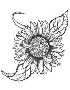 236x303 Sunflower Drawing