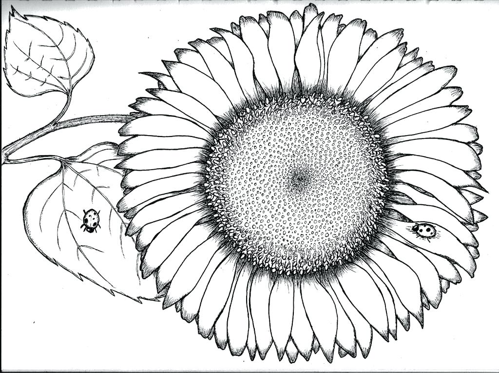 1024x765 Sunflowers Coloring Pages Synthesis.site