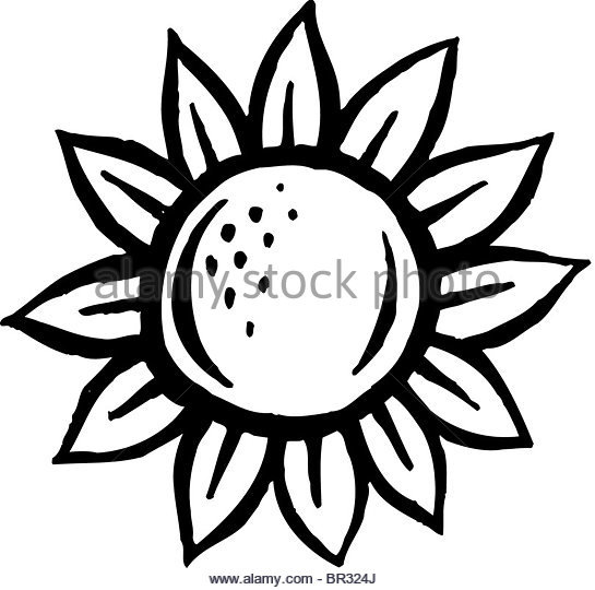 545x540 Black And White Drawing