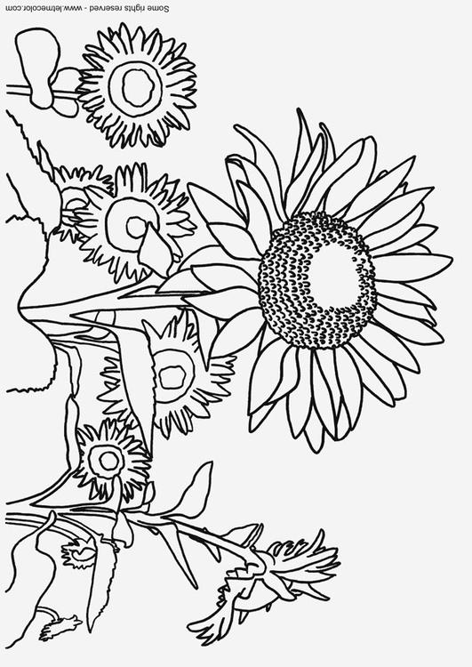 531x750 Coloring Page Sunflowers