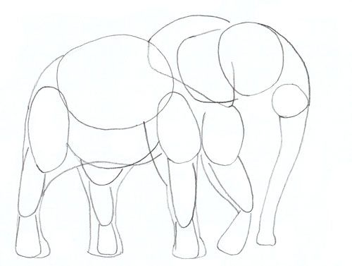 500x377 How To Draw An Elephant, Step 4 Drawing