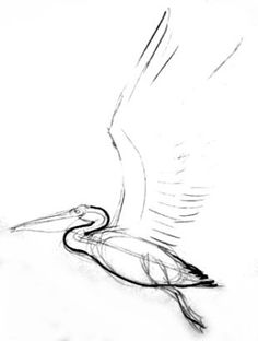 236x312 Pelican Coloring Pages Inspirationsillustrations