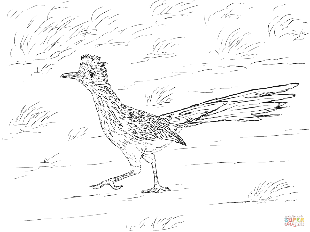 1200x900 Realistic Greater Roadrunner Coloring Page Free Printable