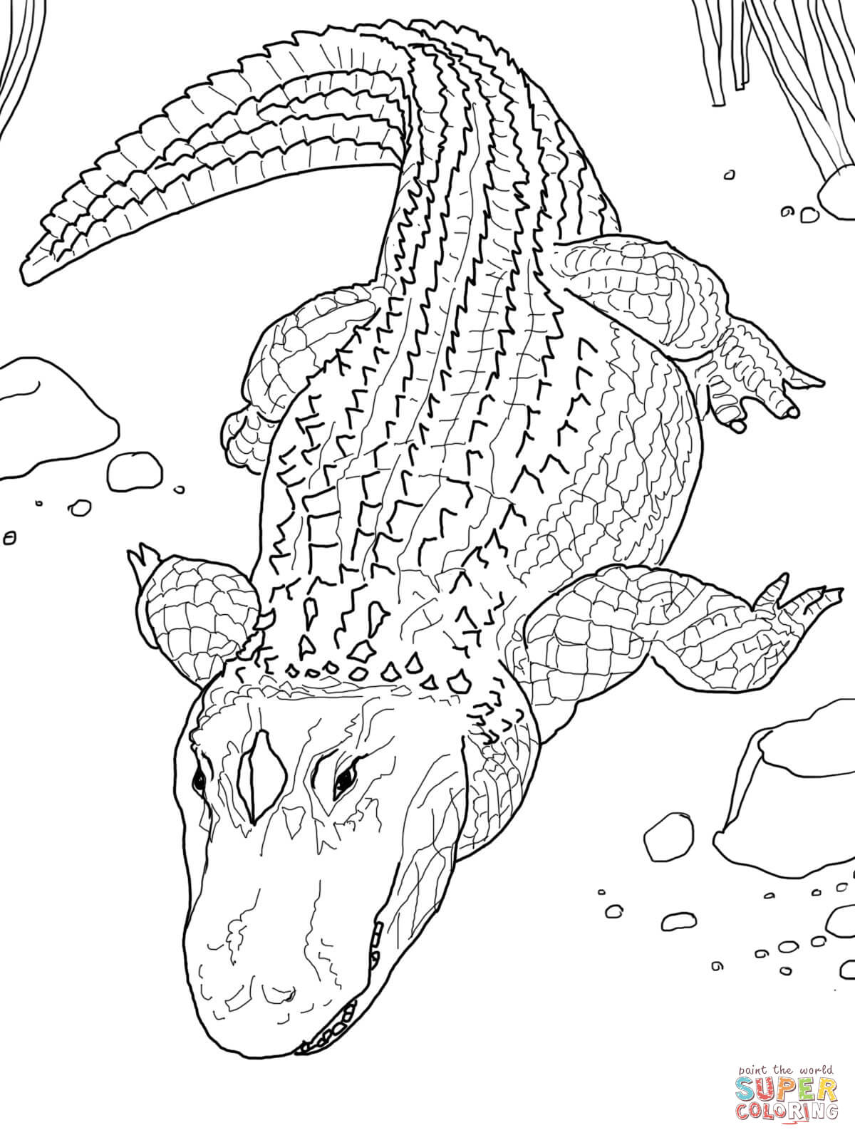 1200x1600 American Alligator Or Common Alligator Coloring Page Free