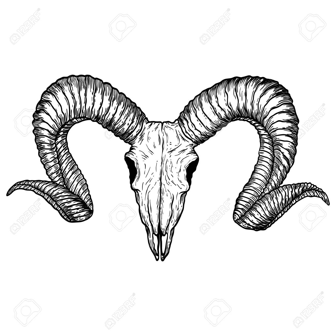1300x1299 Goat Skull Hand Drawn, Isolated On White. Drawing Sketch
