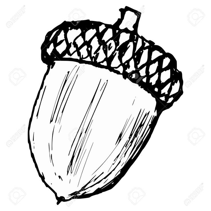 736x736 Best Acorn Drawing Ideas On Squirrel Illustration